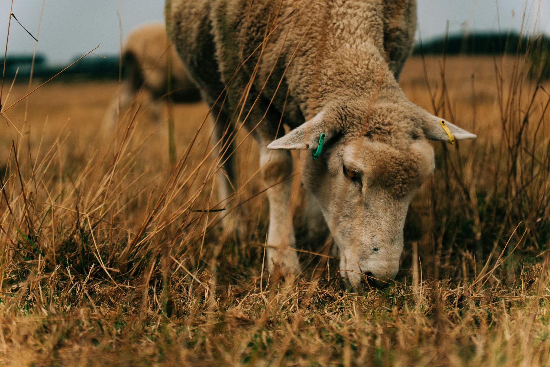 pexels-simone-rignanese-2151275871-36100292