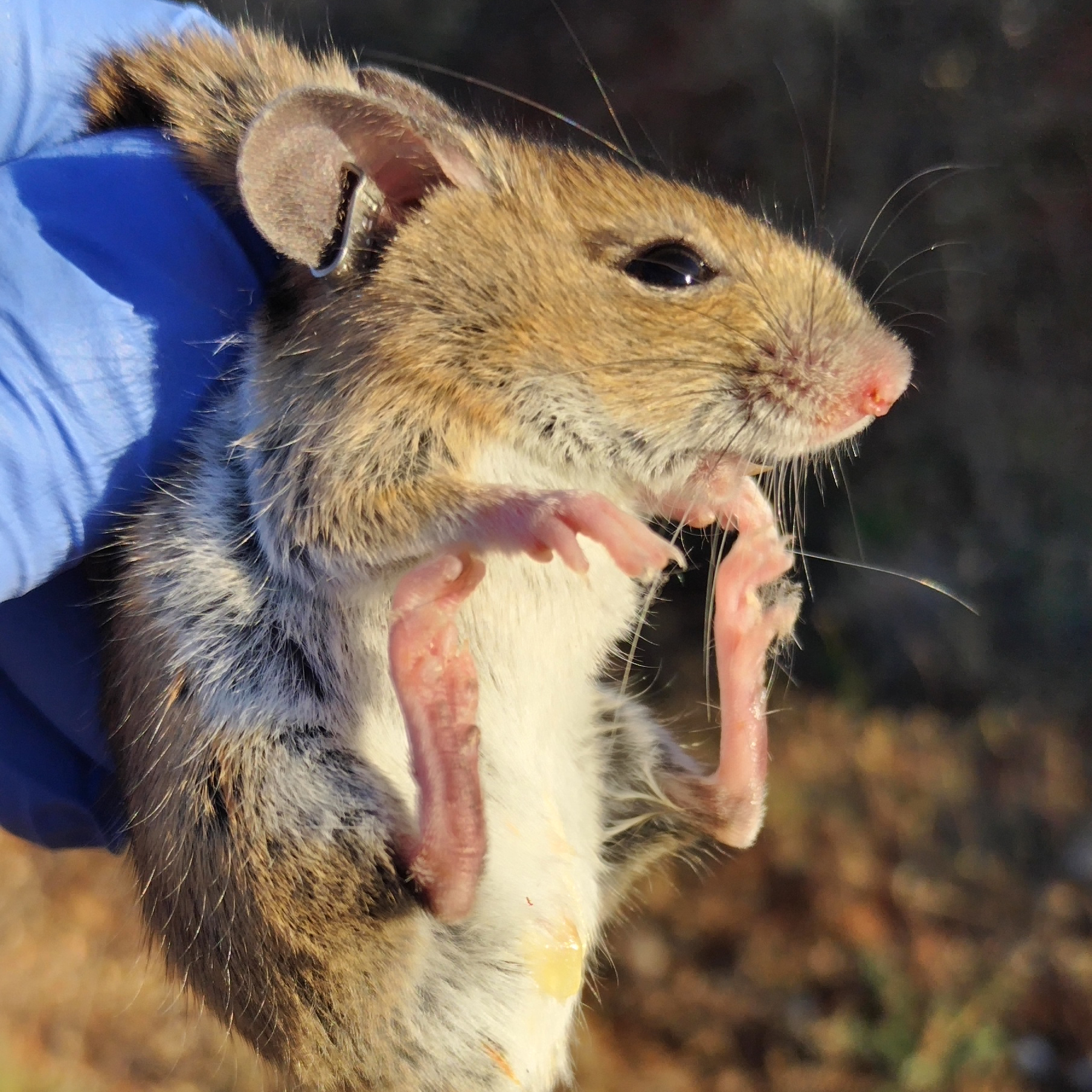 Apodemus sylvaticus