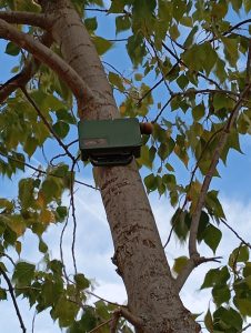 Las grabadoras de Wildlife Acoustics colocadas en La Chanta recogen durante todo el año el paisaje sonoro de la misma.