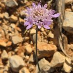 Scabiosa atropurpurea