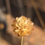 Fruto de Cephalaria leucantha