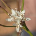 Cephalaria leucantha