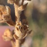 Fruto de Antirrhinum graniticum
