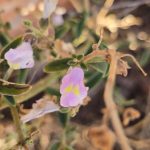 Antirrhinum graniticum